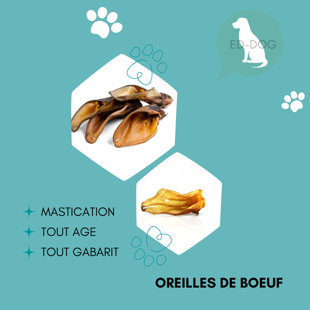 Oreille de bœuf - 3 pièces