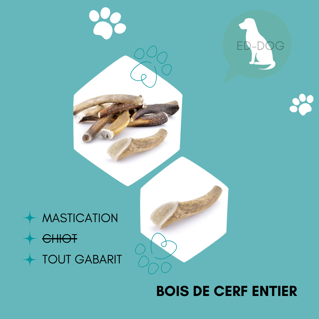 Bois de cerf entier - 5 tailles