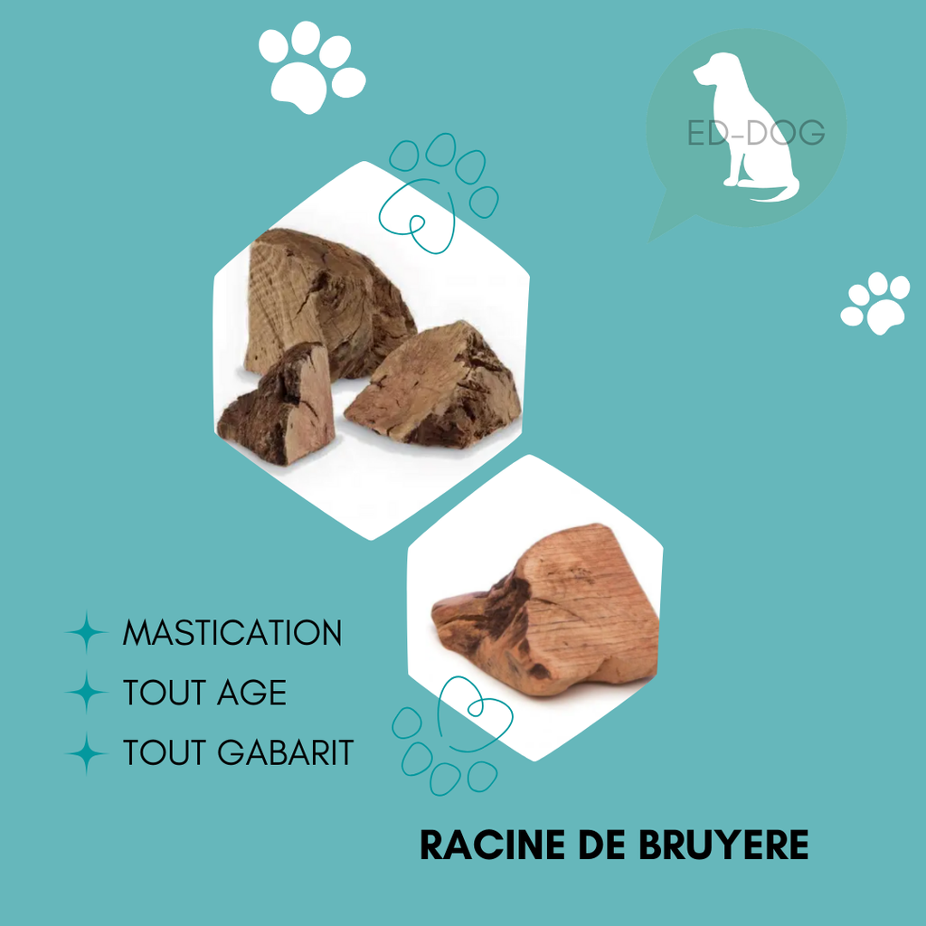 Racine de Bruyère - 5 tailles