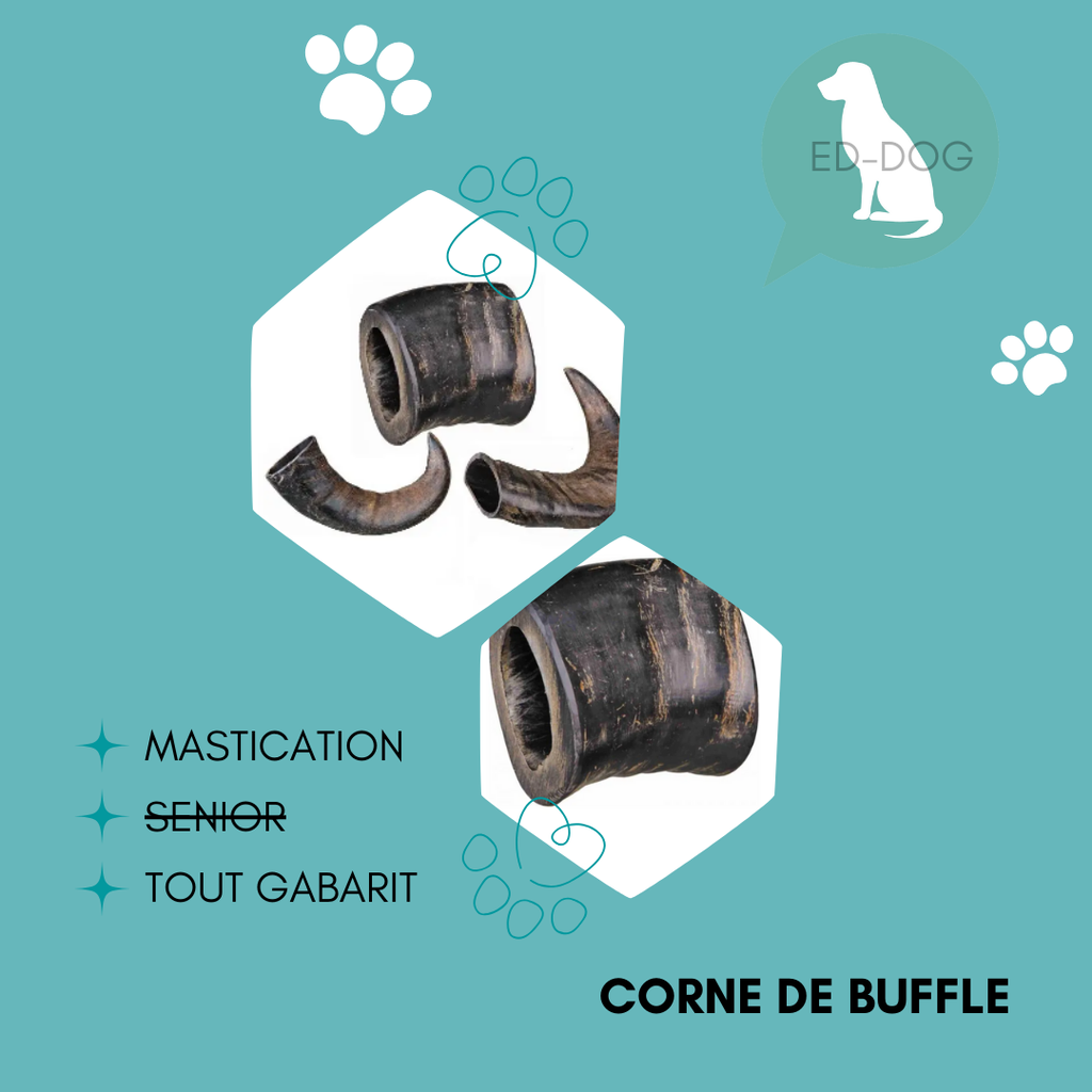 Corne de buffle - 3 tailles