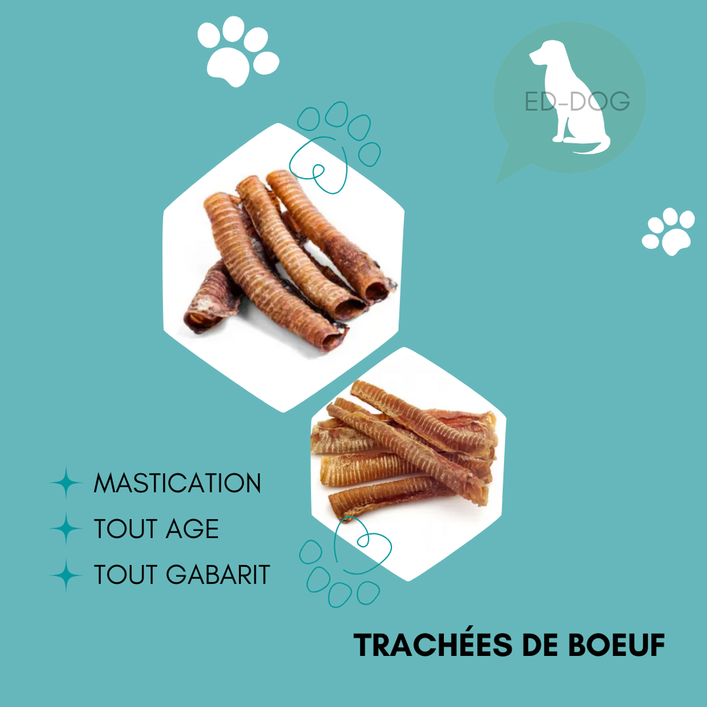 Trachée de bœuf - 2 pièces